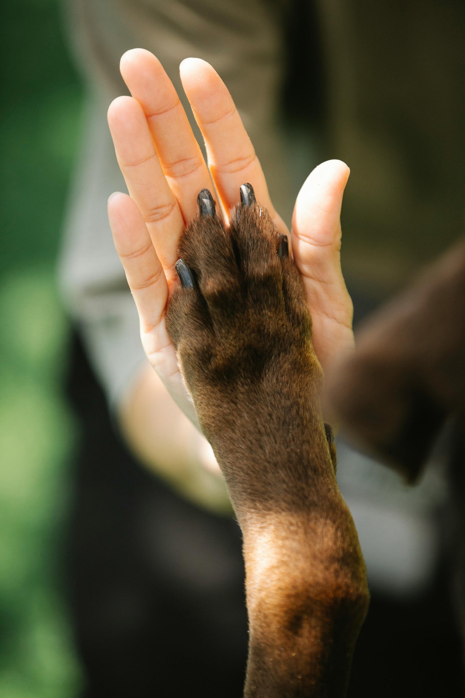 Wonders of Glucosamine for Your Dog’s Joint Health